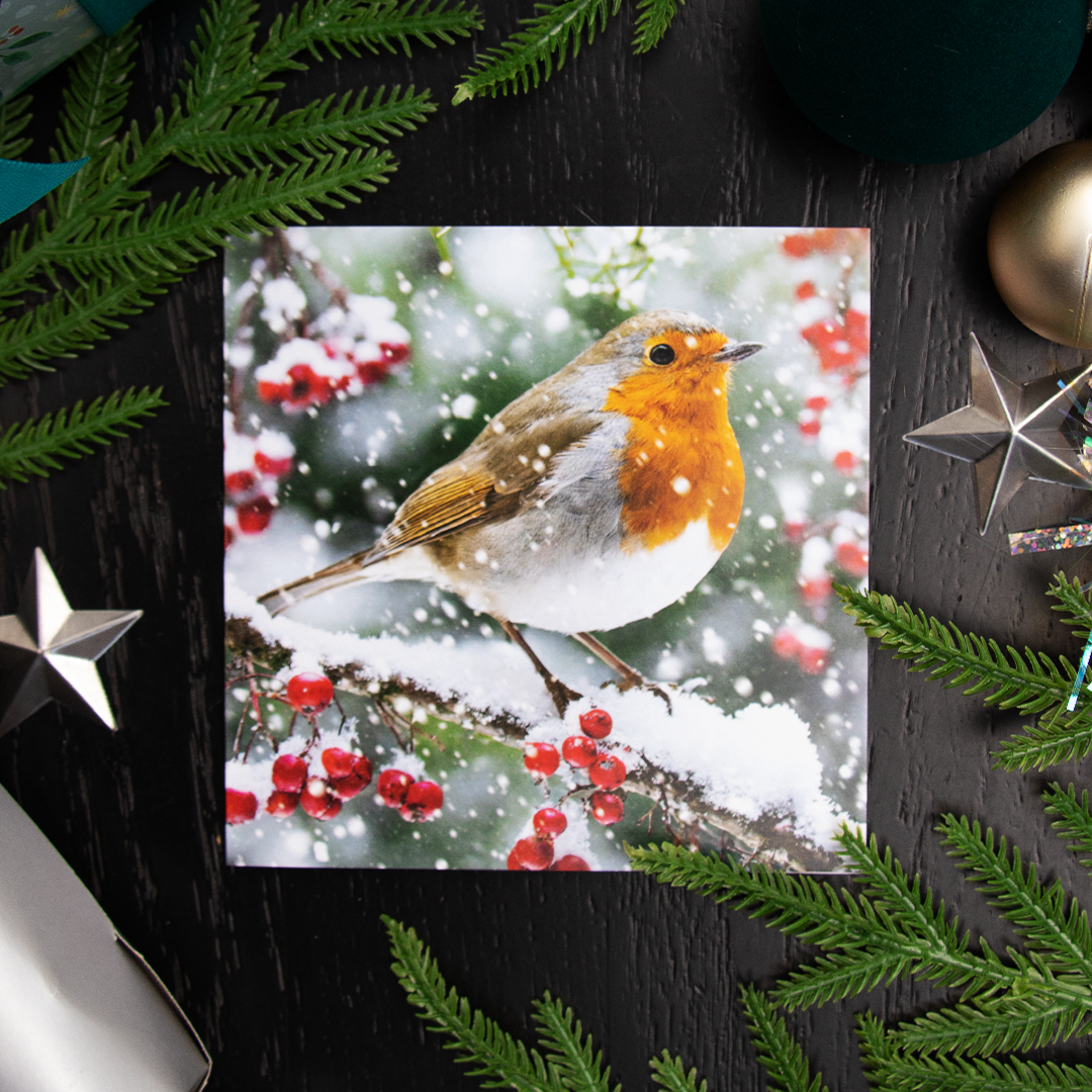 A square printed Christmas greetings card featuring a robin bird perched on a snowy branch with red berries, styled on a dark wood surface with green pine branches and holiday ornaments around it.